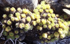 Veronica pulvinaris