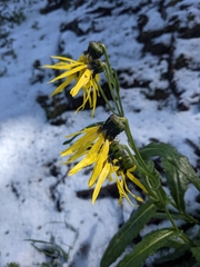 Senecio amplectens