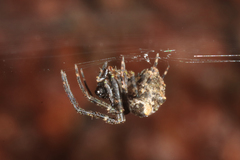 Araneus tetraspinulus