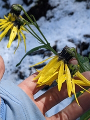 Senecio amplectens