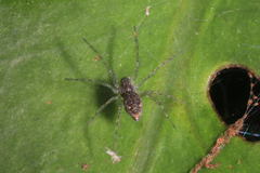 Dendrolycosa