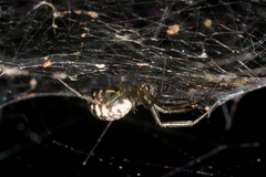 Prosoponoides sinense