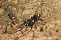 Oedignatha