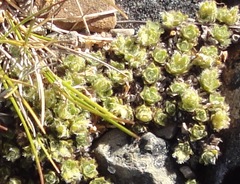Veronica pulvinaris