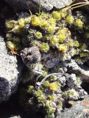 Veronica pulvinaris