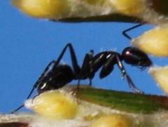 Camponotus niveosetosus