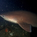 Bluntnose Sixgill Shark - Photo (c) canaryrockfish, some rights reserved (CC BY-NC), uploaded by canaryrockfish