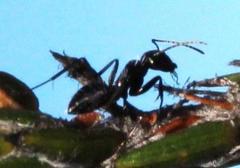 Camponotus niveosetosus