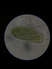 Paramecium bursaria