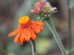 Adenophyllum squamosum