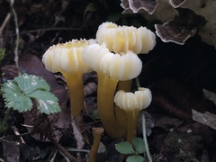 Hygrocybe caespitosa