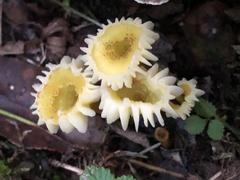 Hygrocybe caespitosa