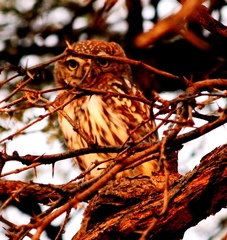 Glaucidium perlatum licua