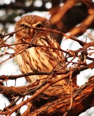 Glaucidium perlatum licua