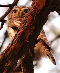 Glaucidium perlatum licua