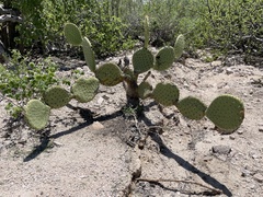 Opuntia comonduensis