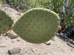 Opuntia comonduensis