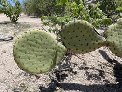 Opuntia comonduensis