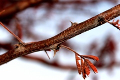 Vachellia luederitzii luederitzii