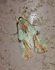 Stauropides persimilis