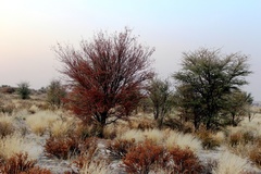 Vachellia luederitzii luederitzii