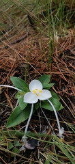 Weldenia candida