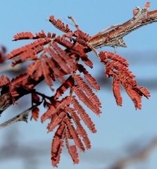 Vachellia luederitzii luederitzii