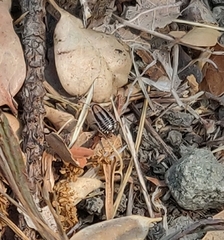 Luridiblatta trivittata