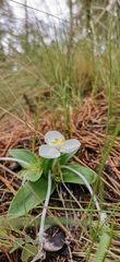 Weldenia candida