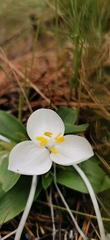 Weldenia candida