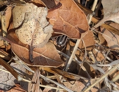 Luridiblatta trivittata