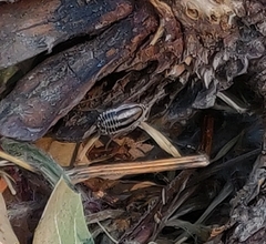 Luridiblatta trivittata