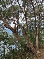 Eucalyptus piperita