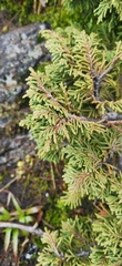 Juniperus monticola