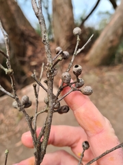 Eucalyptus piperita