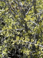 Condalia globosa globosa