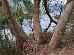 Eucalyptus piperita