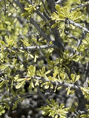 Condalia globosa globosa