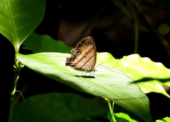 Cissia pseudoconfusa