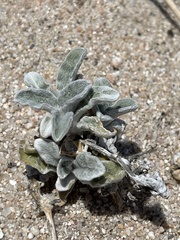 Froelichia xantusii