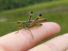 Stethophyma lineatum
