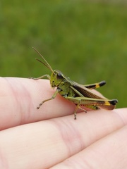 Stethophyma lineatum