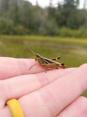 Stethophyma lineatum