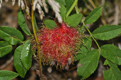 Diplolepis rosae