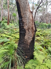 Eucalyptus piperita