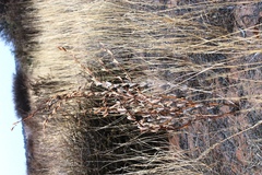 Sesamum triphyllum triphyllum