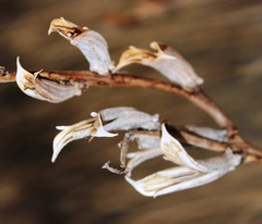 Sesamum triphyllum triphyllum