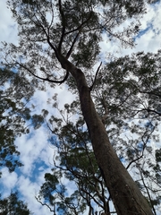 Eucalyptus piperita