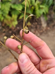 Eucalyptus piperita