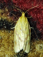 Clepsis pallidana